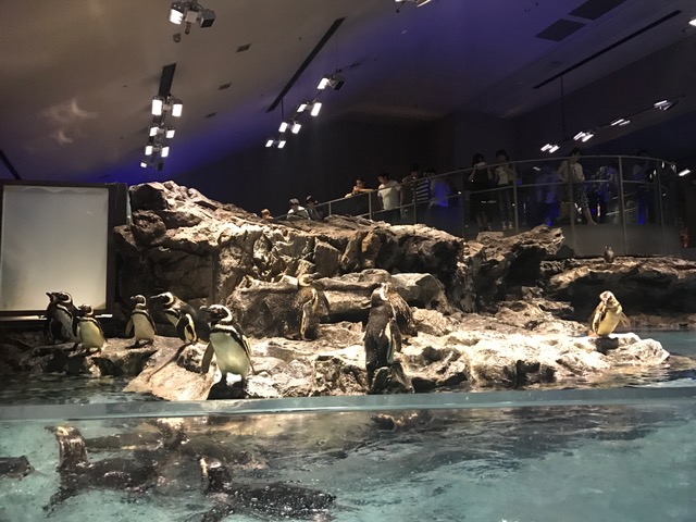 関東 デートにおすすめ 大人でも楽しめる水族館 ブログで夢をかなえるolゆきろぐ